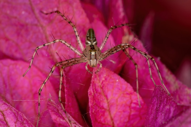 Petite araignée Lynx de l'espèce Peucetia rubrolineata