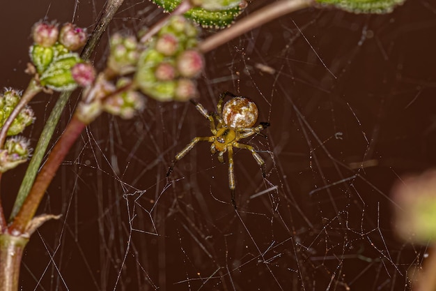 Petite araignée mâle