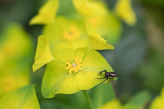 Une petite araignée noire sur une fleur