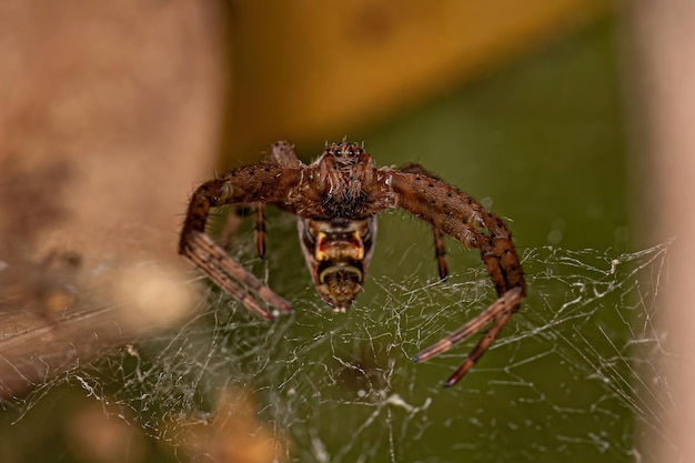 Petite araignée Orbweaver