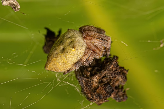 Petite araignée Orbweaver