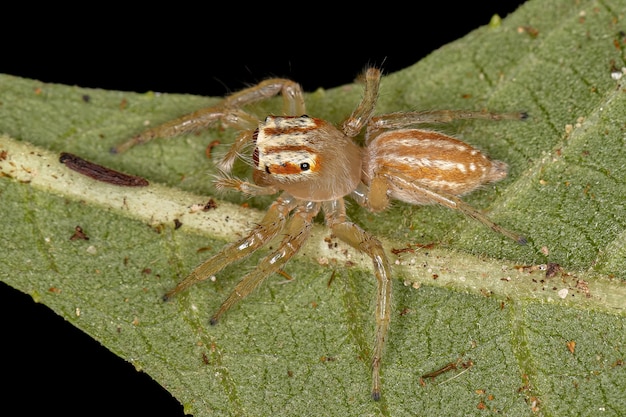 Petite araignée sauteuse du genre Chira