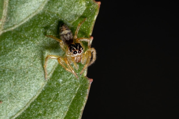 Petite araignée sauteuse du genre Frigga sur une feuille d'hibiscus sabdariffa