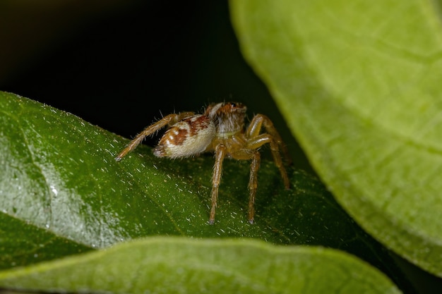 Petite araignée sauteuse du genre Frigga