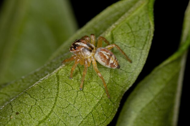 Petite araignée sauteuse du genre Frigga