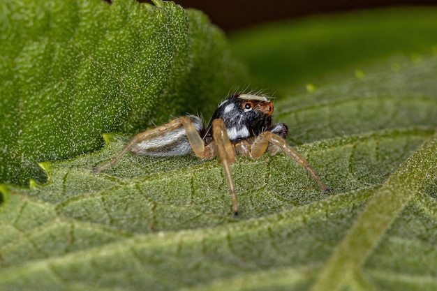 Petite araignée sauteuse mâle du genre Chira