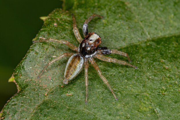 Petite araignée sauteuse mâle du genre Chira