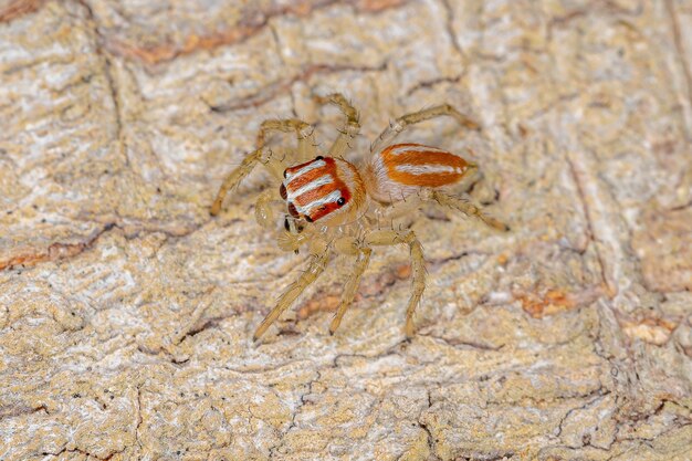 Petite araignée sauteuse mâle du genre Chira