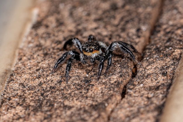 Petite araignée sauteuse mâle du genre Corythalia