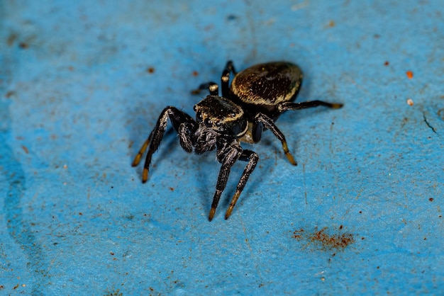 Petite araignée sauteuse mâle de la sous-tribu Dendryphantina