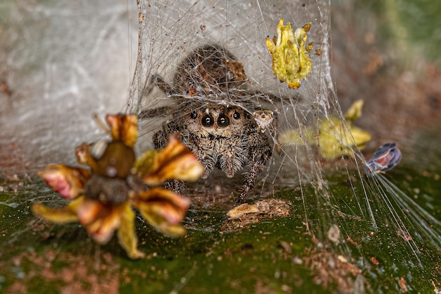 Petite araignée sauteuse mâle