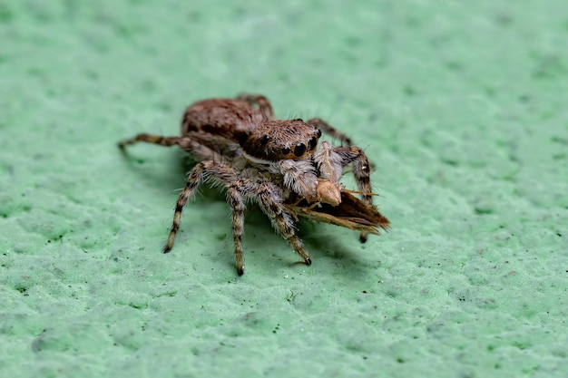 Petite araignée sauteuse murale grise