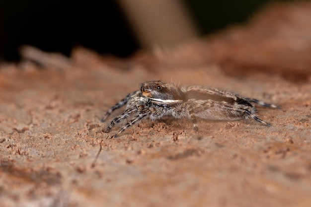 Petite araignée sauteuse des murs gris de l'espèce Menemerus bivittatus