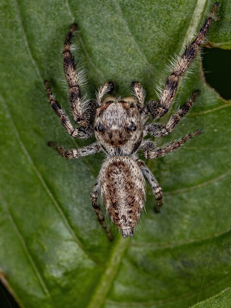 Petite araignée sauteuse de la sous-tribu Dendryphantina