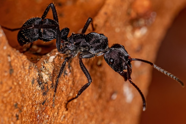 Petite araignée sauteuse de la sous-tribu Dendryphantina