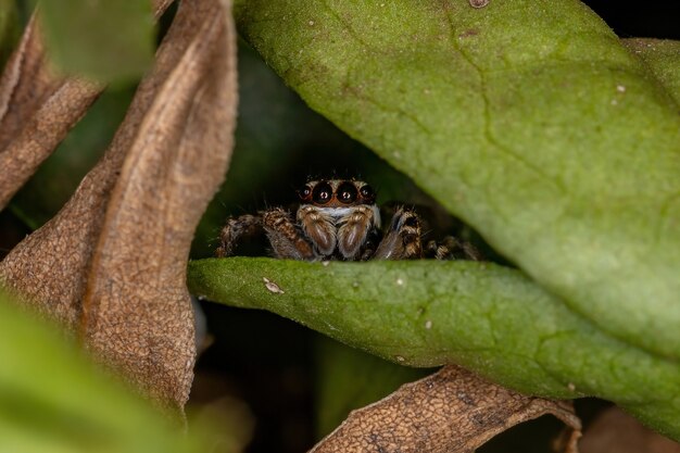 Petite araignée sauteuse de la sous-tribu Freyina