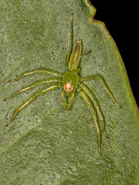 Petite araignée sauteuse verte translucide