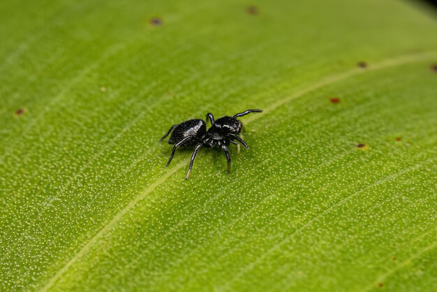 Petite araignée sauteuse