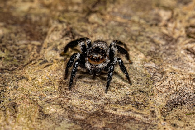 Petite araignée sauteuse