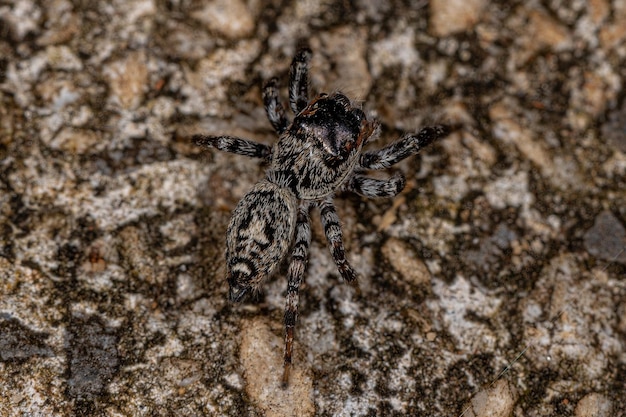 Petite araignée sauteuse