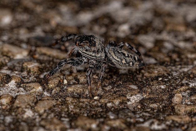 Petite araignée sauteuse