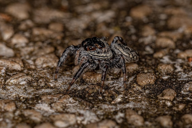 Petite araignée sauteuse