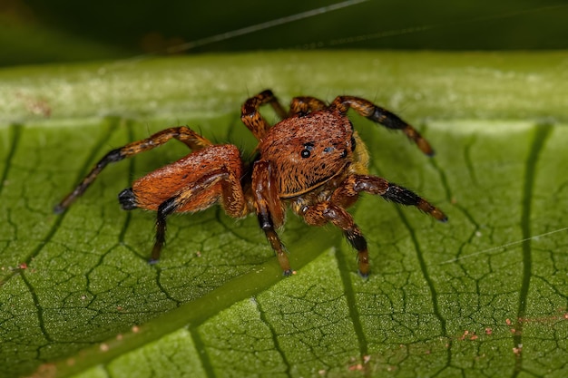 Petite araignée sauteuse