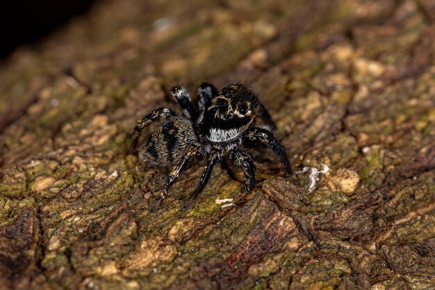 Petite araignée sauteuse