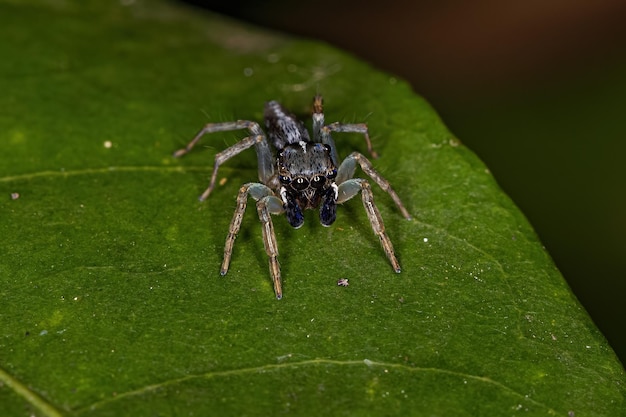 Petite araignée sauteuse