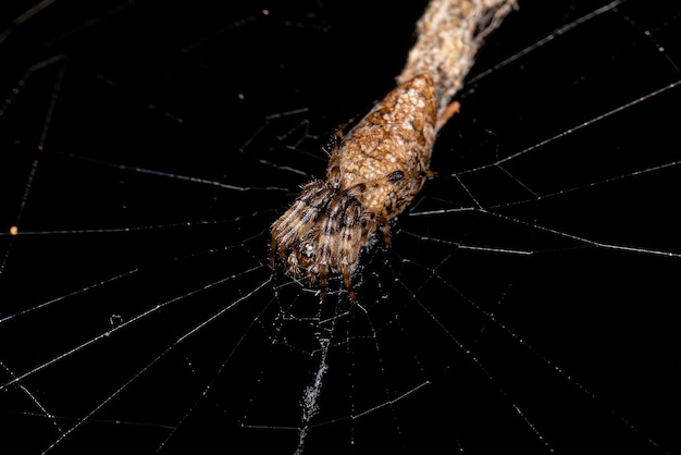 Petite araignée Trashline Orbweaver