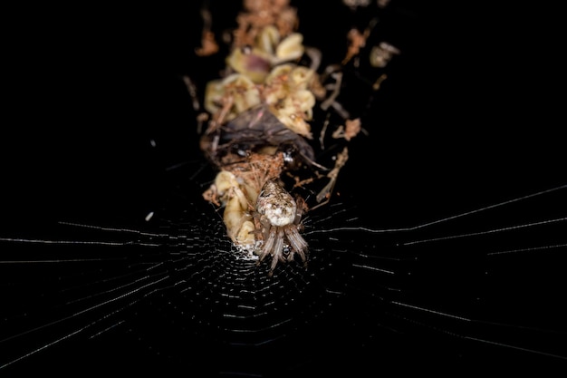 Petite araignée Trashline Orbweaver