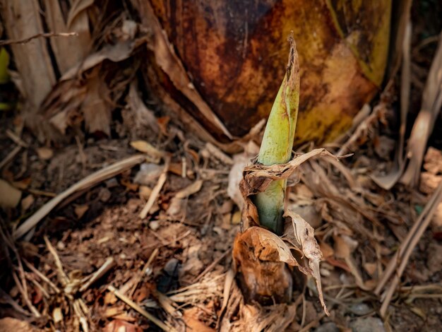 Une petite banane pousse dans un jardin de résidents