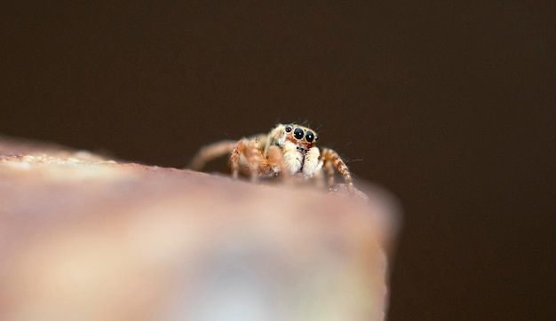 Petite belle araignée sur un mur de jardin