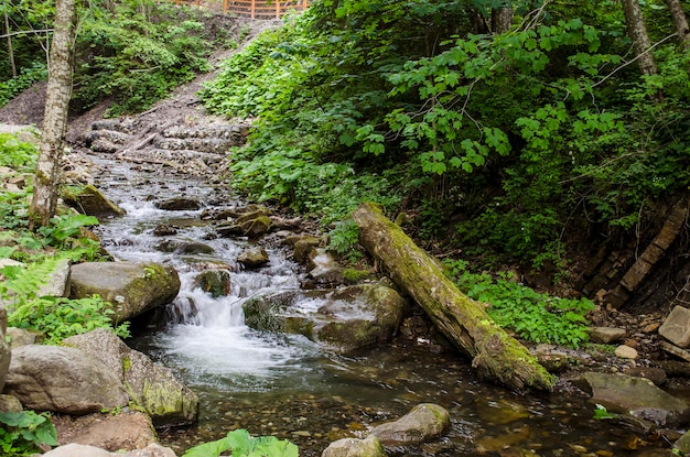 Petite et belle cascade dans les Carpates en été