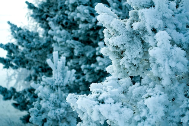 Petite branche d'arbre de Noël avec du givre