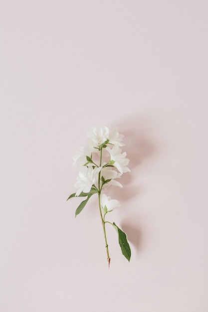 Une petite branche de fleur rose pâle