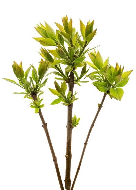 Petite brindille de lilas avec de jeunes feuilles vertes isolées sur fond blanc