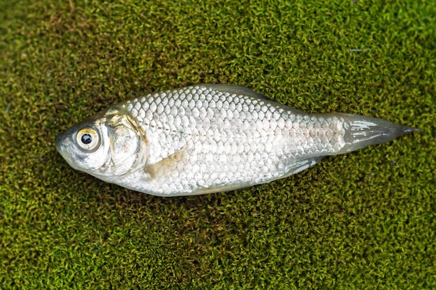 Photo petite carpe crucian se trouve sur la mousse verte