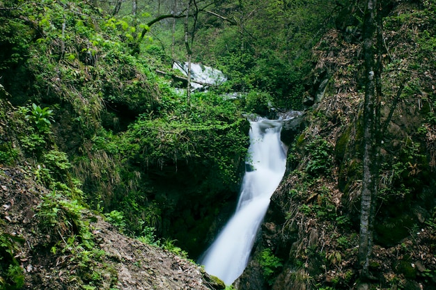 Une petite cascade coule à travers la forêt