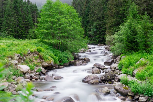 Photo petite cascade dans la forêt, longue exposition. rize - turquie