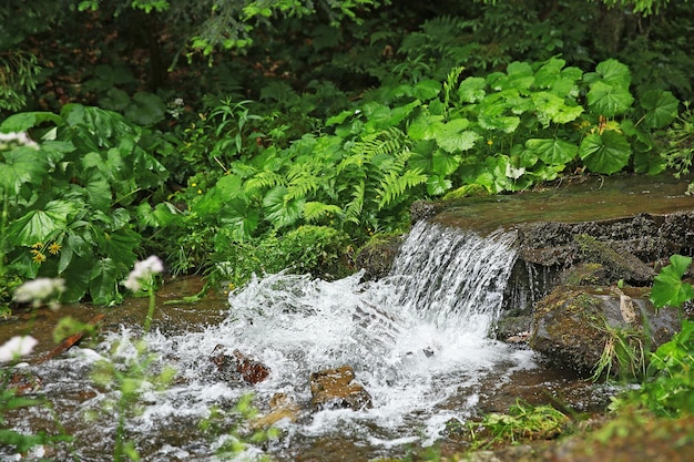 Petite cascade en forêt