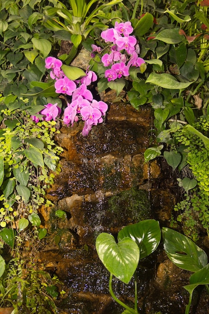 Petite cascade tropicale parmi les plantes vertes et les orchidées roses Flux tropical