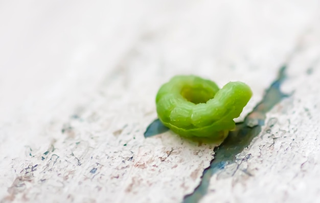 Petite chenille verte