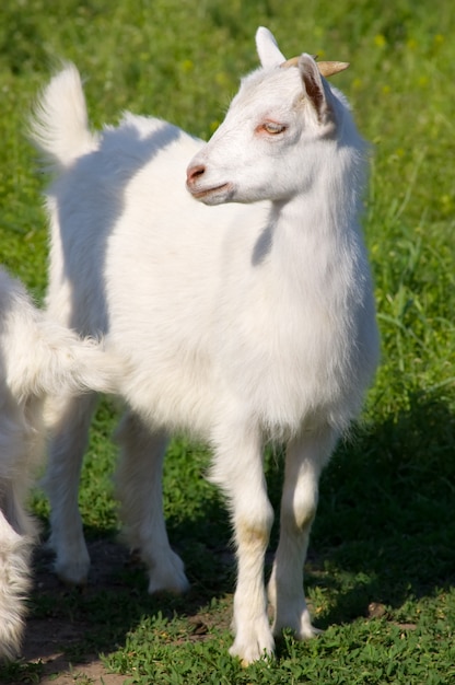 Petite chèvre blanche au pré