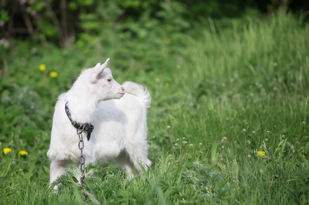 Petite chèvre blanche sur une chaîne