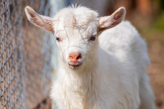 Petite chèvre blanche dans une ferme près de la clôture