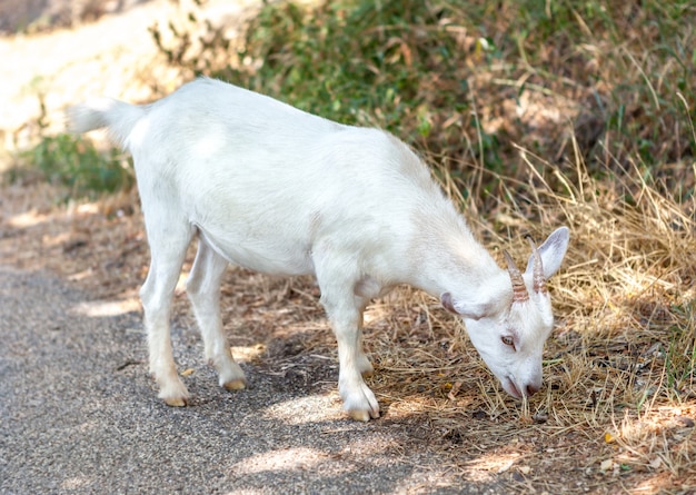 Photo petite chèvre blanche mangeant de l'herbe humide.