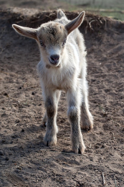 Petite chèvre blanche mignonne au sol