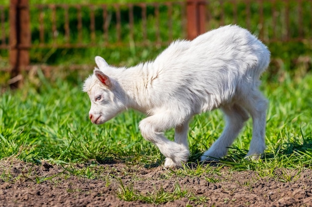 Petite chèvre blanche sur un pâturage parmi l'herbe verte