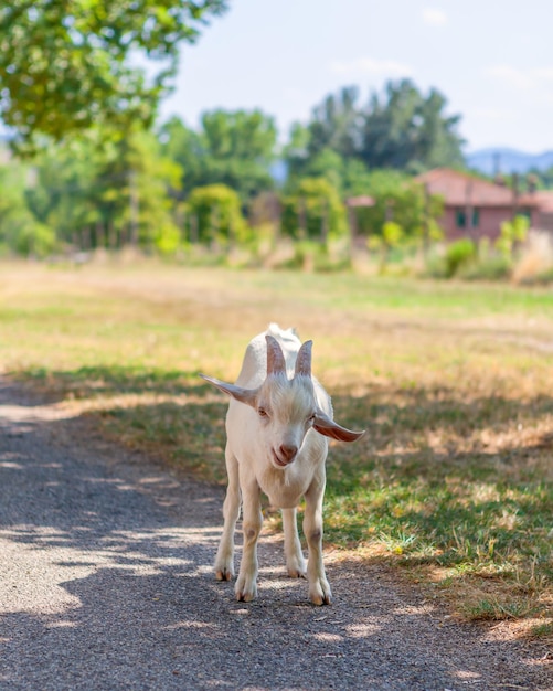 Petite chèvre blanche regarde la caméra Animal domestique paître dans le pâturage